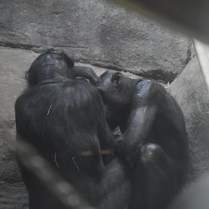 Bonobo Huddle