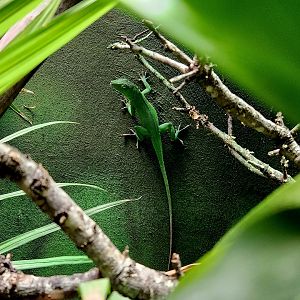 Jamaican Giant Anole (Anolis garmani)