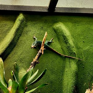 Western Giant Anole (Anolis luteogularis)