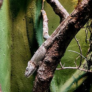 Western Bearded Anole (Anolis barbatus)
