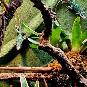 Western Giant Anoles (Anolis luteogularis)