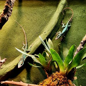 Western Giant Anoles (Anolis luteogularis)