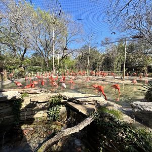 Flamingo Exhibit