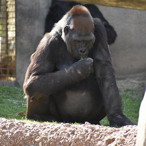 Gorilla