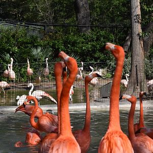 Chilean & American Flamingos