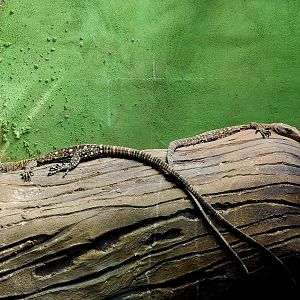 Crocodile Monitors (Varanus salvadorii)