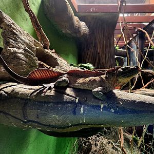 Philippine Sailfin Lizard (Hydrosaurus pustulatus)