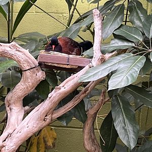 Green-naped Pheasant Pigeon