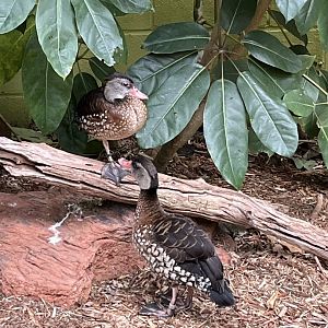 Spotted Whistling-Duck