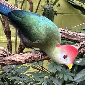 Red-crested Turaco