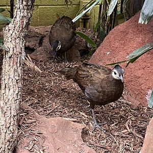 Juvenile Palawan Peacock-Pheasants