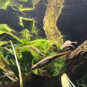 Blue-tailed Fire-bellied Newts (Cynops cyanurus)
