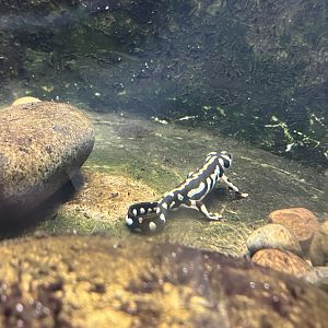 Kaiser’s Spotted Newt (Neurergus kaiseri)