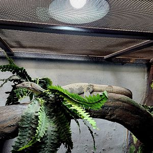 Mertens' Water Monitor (Varanus mertensi)