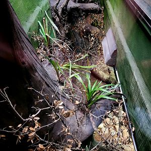Reptilandia Reptile Lagoon - Amazon Rainforest Exhibit