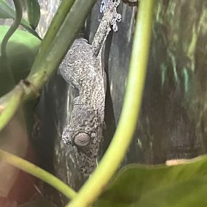 Henkel’s Leaf-tailed Gecko (Uroplatus henkeli)