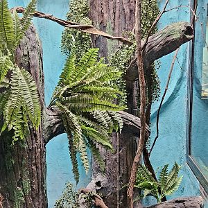 Reptilandia Reptile Lagoon - Future Black Tree Monitor Exhibit