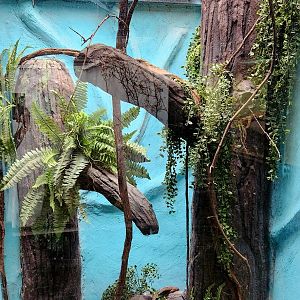 Reptilandia Reptile Lagoon - Future Black Tree Monitor Exhibit