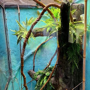 Reptilandia Reptile Lagoon - Blue Tree Monitor Exhibit