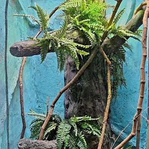 Reptilandia Reptile Lagoon - Blue Tree Monitor Exhibit