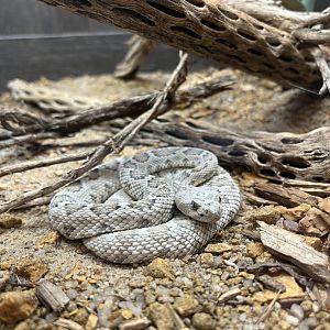 Santa Catalina Rattlesnake (Crotalus catalinensis)