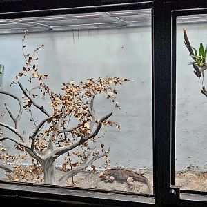 Reptilandia Reptile Lagoon - Cuban Exhibit