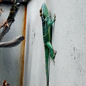 Smallwood's Anole (Anolis smallwoodi)