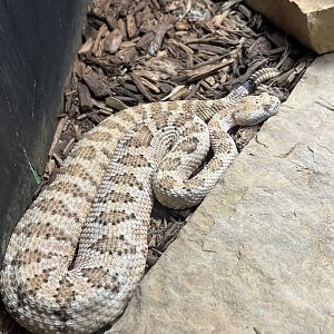 Panamint Rattlesnake (Crotalus stephensi)
