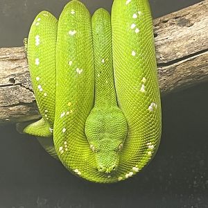 Green Tree Python (Morelia viridis)