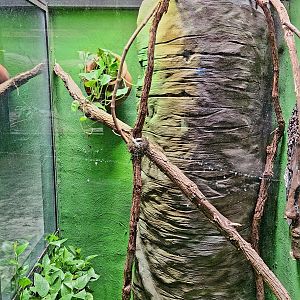 Reptilandia Reptile Lagoon - Angle-Headed Forest Dragon Exhibit