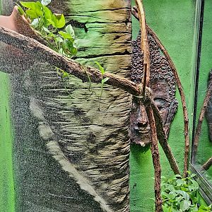 Reptilandia Reptile Lagoon - Angle-Headed Forest Dragon Exhibit
