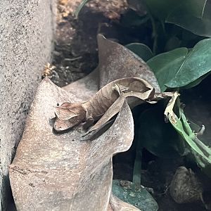 Fantastic Leaf-tailed Gecko (Uroplatus phantasticus)
