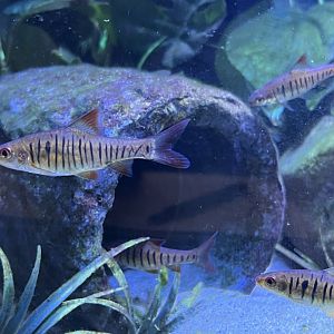 African Banded Barb (Enteromius fasciolatus)