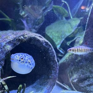 Leopard Puffer Fish (Tetraodon schoutedeni)