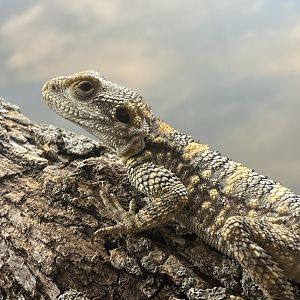Painted Agama (Stellagama stellio)