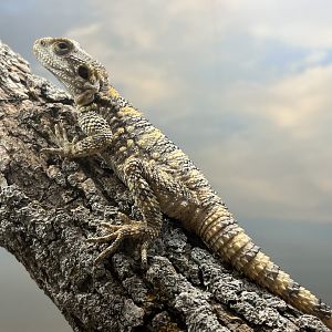 Painted Agama (Stellagama stellio)
