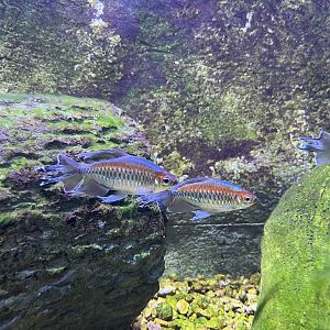 Congo Tetra (Phenacogrammus interruptus)