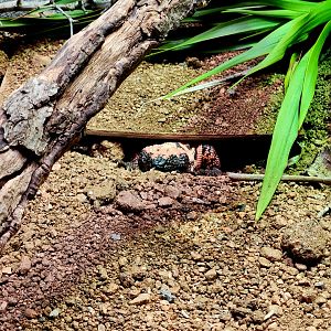 Gila Monster (Heloderma suspectum)