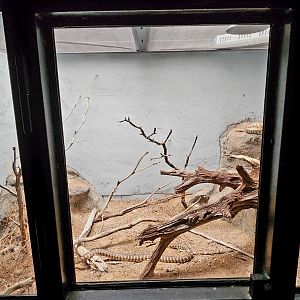 Reptilandia Reptile Lagoon - Woma Python Exhibit