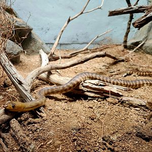 Woma Python (Aspidites ramsayi)