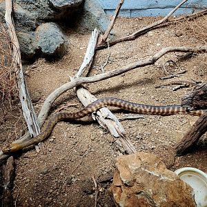 Woma Python (Aspidites ramsayi)