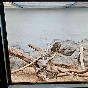 Reptilandia Reptile Lagoon - Spencer's Monitor Exhibit