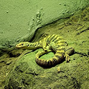 Spencer's Monitor (Varanus spenceri)
