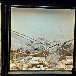 Reptilandia Reptile Lagoon - African Kopje Exhibit