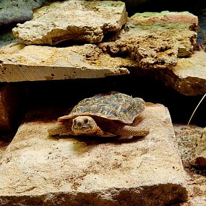 Pancake Tortoise (Malacochersus tornieri)