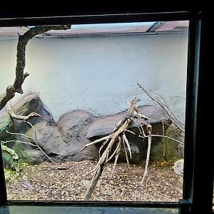 Reptilandia Reptile Lagoon - Perentie Exhibit