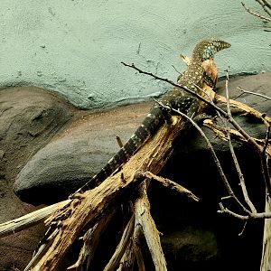 Perentie (Varanus giganteus)