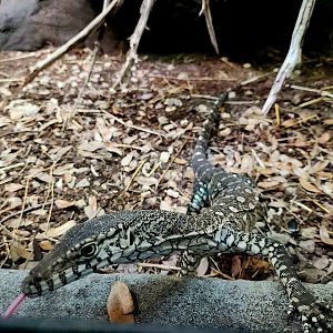 Perentie (Varanus giganteus)