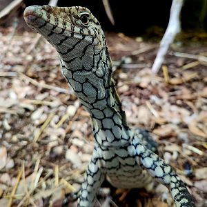 Perentie (Varanus giganteus)