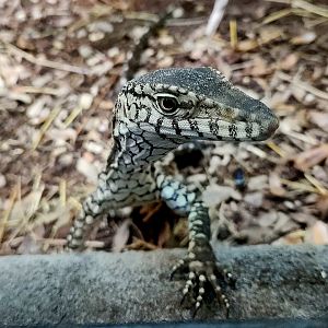 Perentie (Varanus giganteus)
